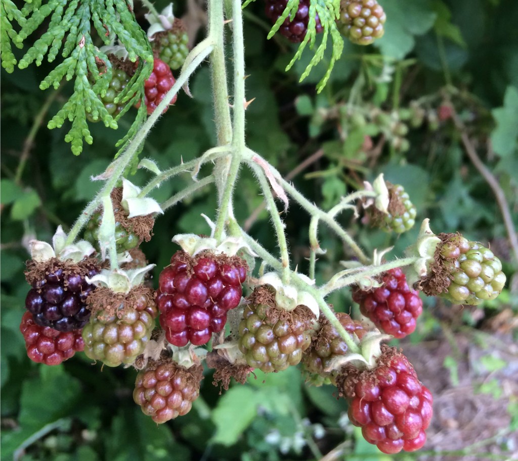 wild blackberries