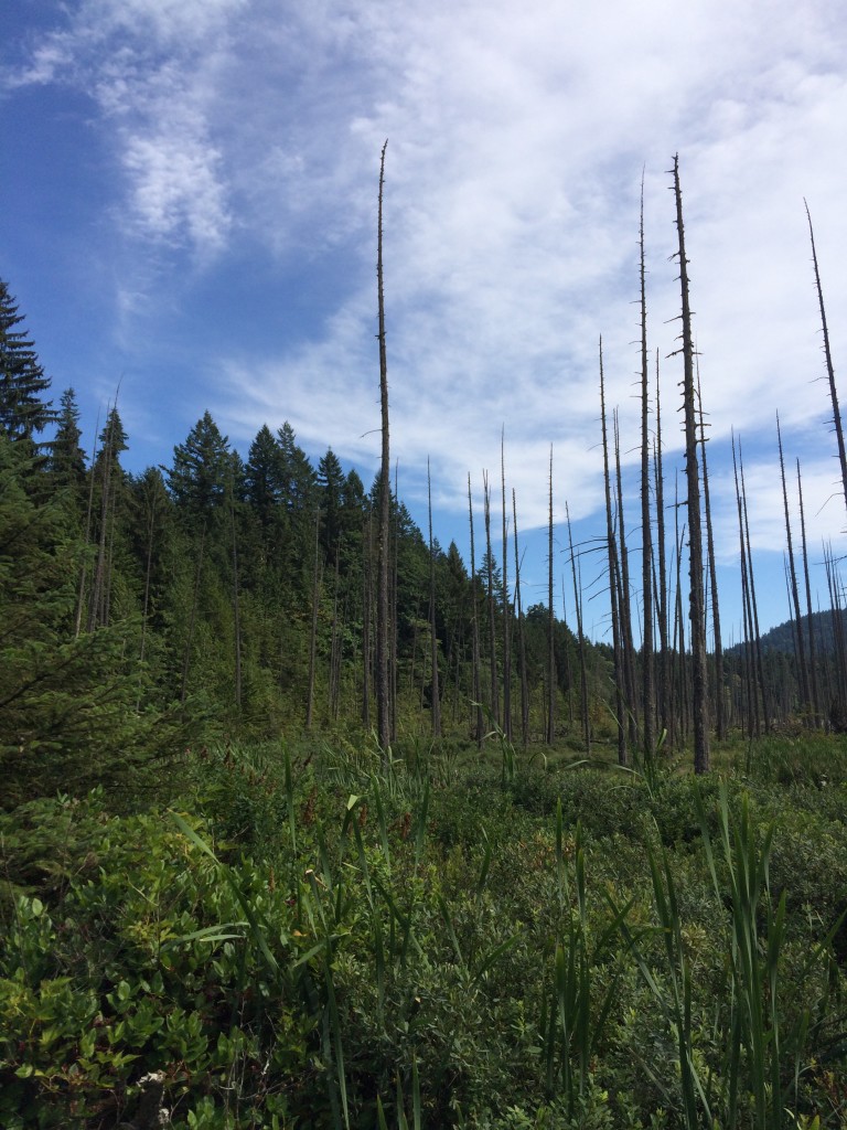 unusual forest views