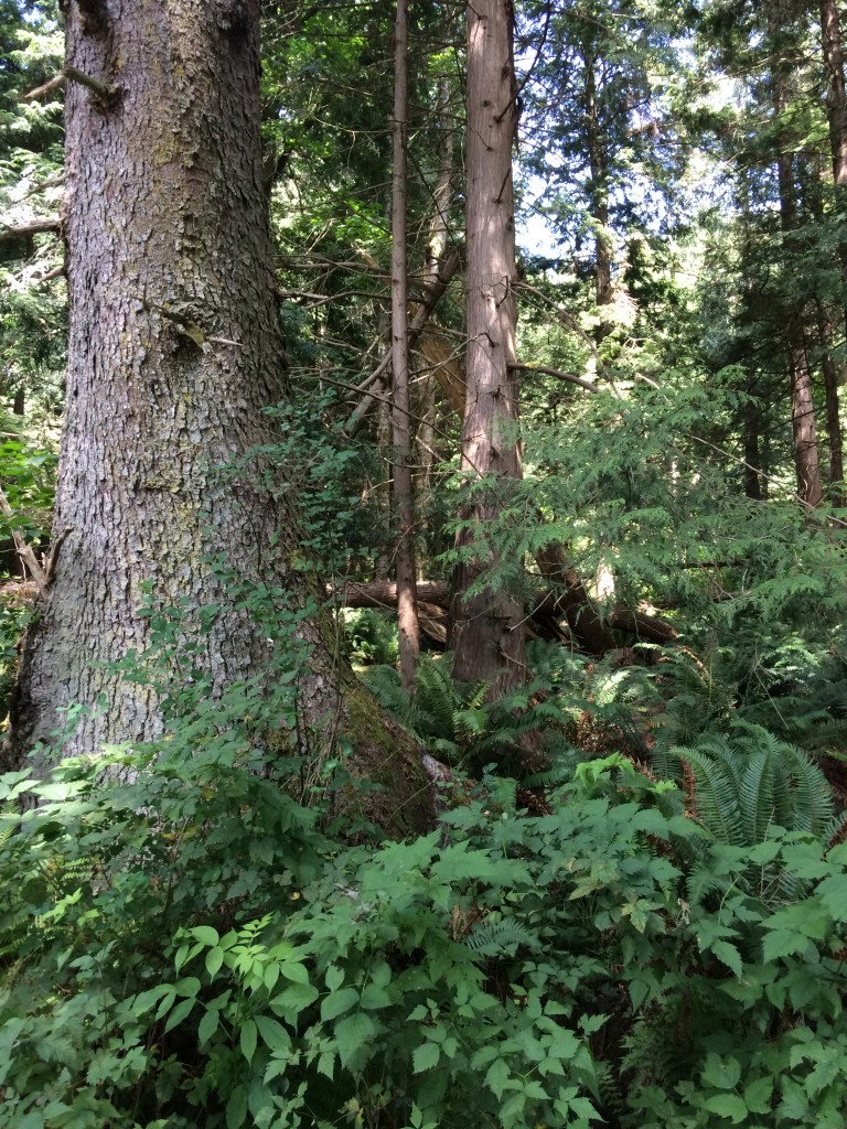 Forest in British Columbia